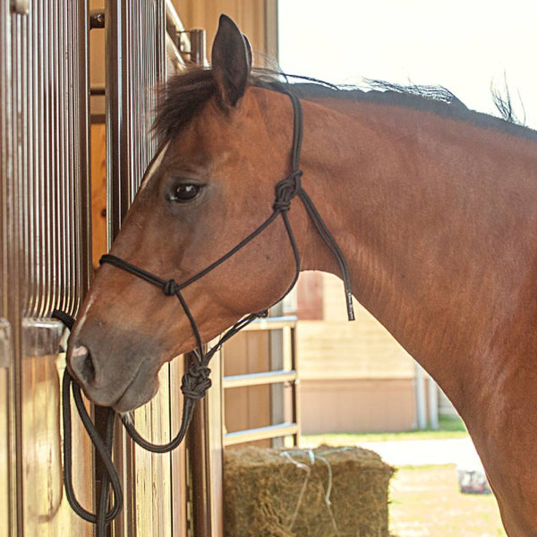 Rope Work Halter With Lead